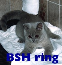 British Shorthair