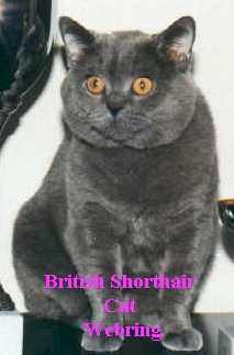 British Shorthair Cat Webring